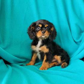 Cavalier King Charles Spaniel