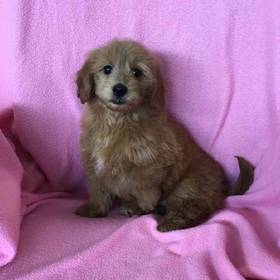 Mini Goldendoodle