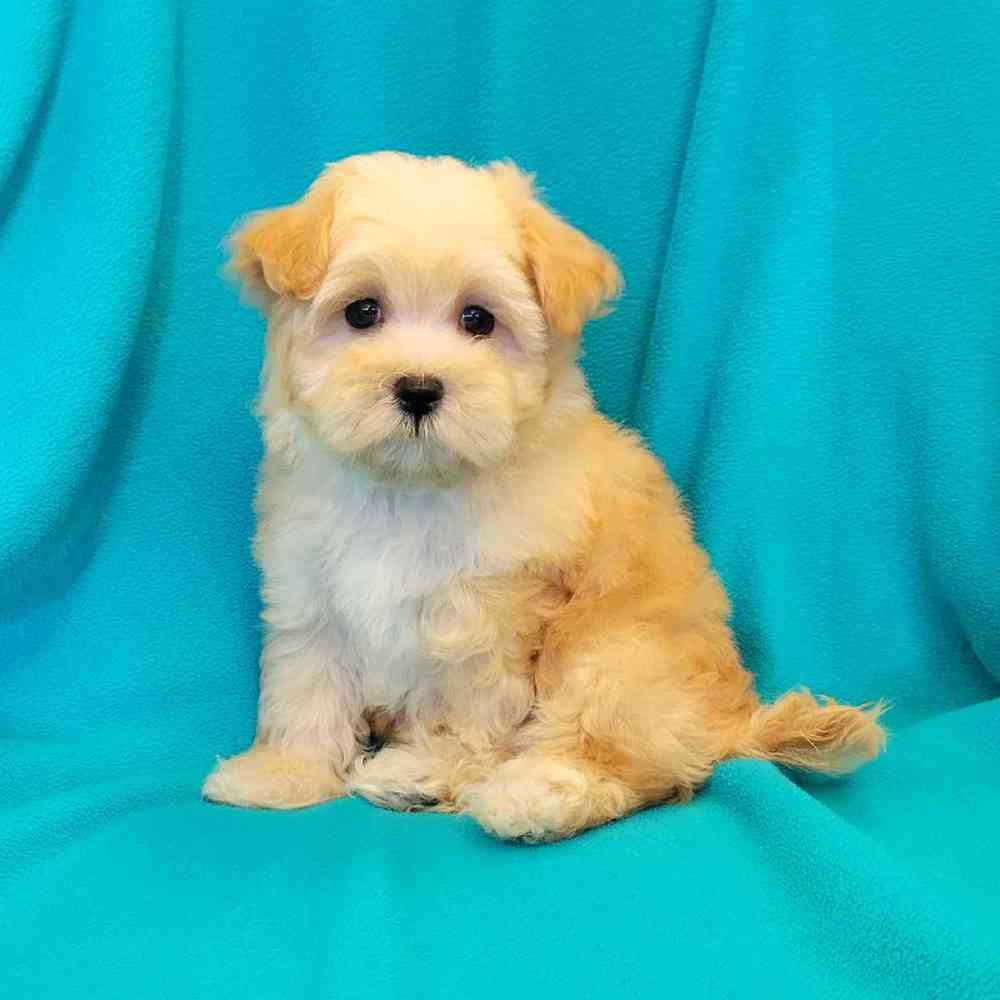 Image of a pet breed in the gallery