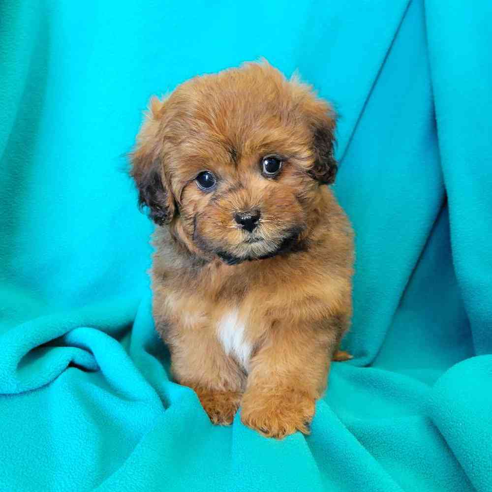 Male Shipoo Puppy for Sale in St. Charles, IL