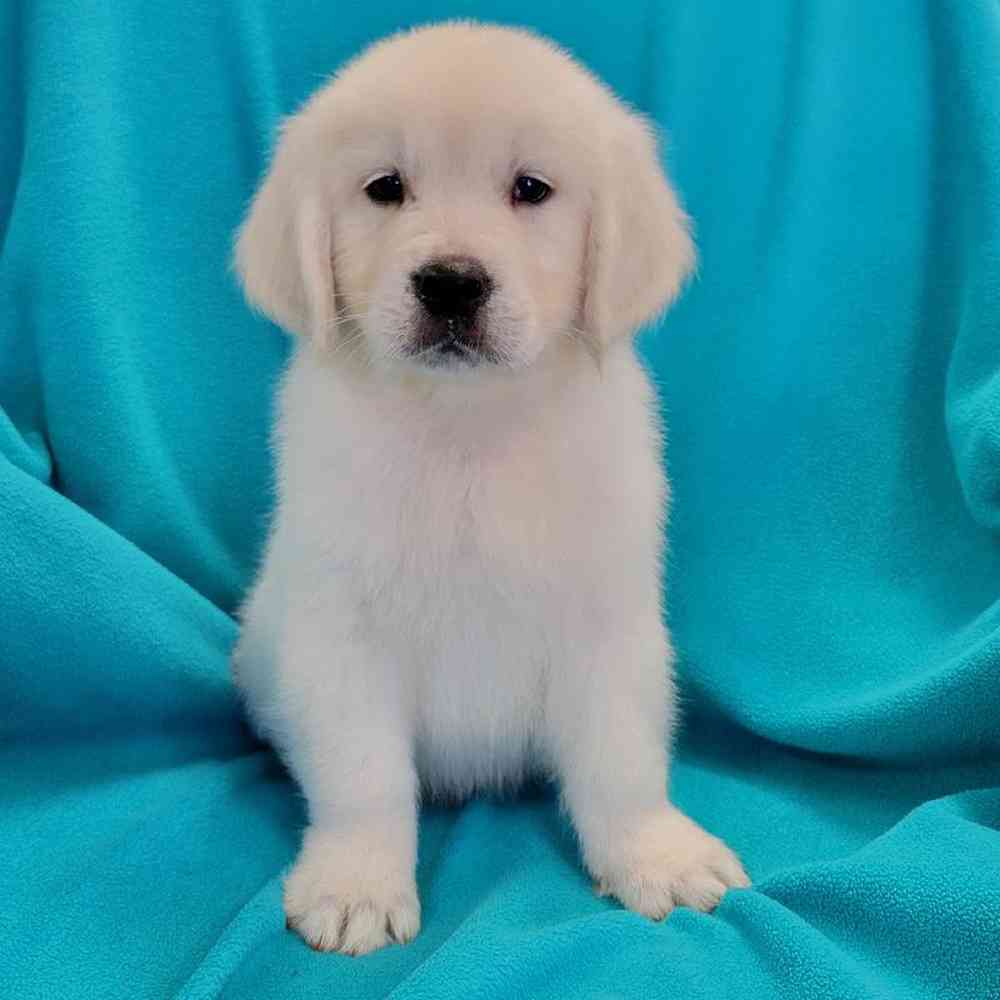 Image of a pet breed in the gallery