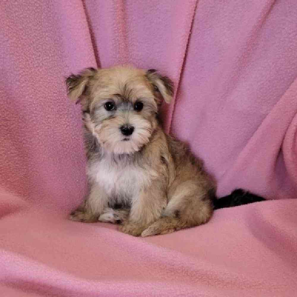 Female Morkie Puppy for Sale in St. Charles, IL